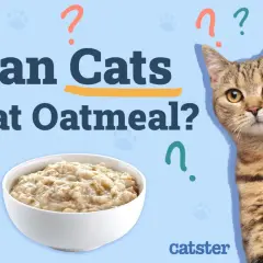 A tabby cat looks curiously at a bowl of oatmeal, with the question "Can Cats Eat Oatmeal?" prominently displayed.