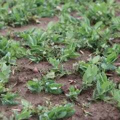 Młode rośliny grochu na polu. Wczesne stadium wzrostu, liście pokryte kropelkami wody. Trudno ocenić, ile grochu na hektar, ale widać potencjał.