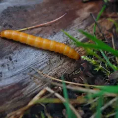 Un ver orangé, ressemblant à un ver fil de fer, rampe sur un morceau de bois mort, entouré d'herbe verte et de feuilles mortes.