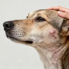 Perro con sarna en la cara, mostrando irritación y costras. Una mano acaricia su cabeza con ternura.