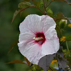Piękny, biały hibiskus bagienny z bordowym środkiem, z kroplami deszczu. Jego uprawa przynosi takie cuda.