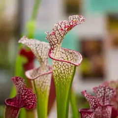 Sarracenia in fiore, con le loro forme uniche e venature rosse e bianche. La cura di queste piante carnivore è un'arte.