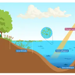 Schéma illustrant la définition d'un étang : rive, zone littorale, pélagique et benthique, avec l'énergie lumineuse du soleil.