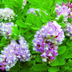 Kwiatostany robinia akacjowa umbraculifera w odcieniach bieli i fioletu, otoczone zielonymi liśćmi.