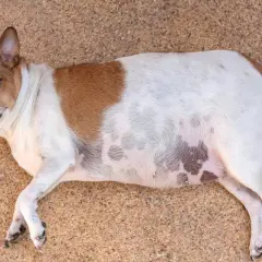 Mi perro tiene la cola inflamada, parece que se ha dado un golpe.