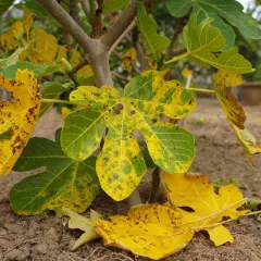 Feuilles de figuier jaunies et tachetées, signe d'une maladie. Un petit fruit vert est visible sur la branche.