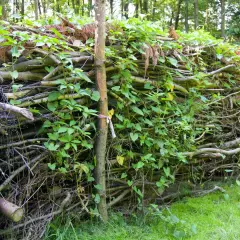 Ein rustikaler Zaun aus totholz im garten, bewachsen mit grünen Ranken.