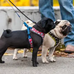Jak dopasować szelki Trixie? Praktyczny poradnik krok po kroku