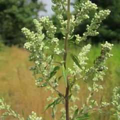 Planta de artemisa en flor, liberando su polen al aire. El fondo muestra un campo verde y seco.
