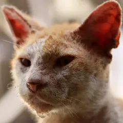 Gato anaranjado con aspecto demacrado, posible indicio de inmunodeficiencia felina fases avanzadas.