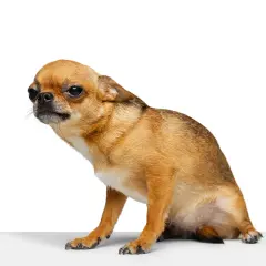 Mały, brązowy piesek chihuahua, jakby gotowy do zjazdu na sankach, siedzi na białym tle.