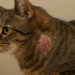 Un chat tigré présente une lésion cutanée rouge et irritée sur le flanc, possiblement due à une teigne chat.