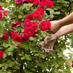 Mani che potano rose rosse. Un gesto essenziale per sapere come curare le rose e mantenerle rigogliose.