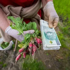 Rzodkiewka z ogródka i stos banknotów. Czy to przyszła emerytura z KRUS?