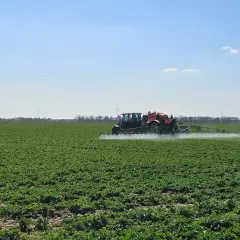 Traktor opryskuje pole zielonych roślin. To ważny etap, by zrozumieć, czym jest karencja i kiedy można spożywać plony.