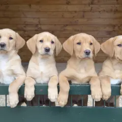 Cuatro adorables cachorros de labrador americano, con sus patitas apoyadas en una valla verde, esperan ansiosos.