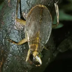 Ein großer Wasserläufer mit spitzen Mundwerkzeugen, der auf einem nassen Ast sitzt. Er gehört zu den potenziell giftigen Tieren auf Zypern.