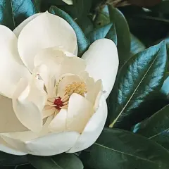 Piękna, kremowa magnolia zimozielona rozkwita wśród ciemnozielonych, błyszczących liści.