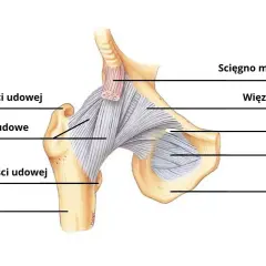 Anatomia stawu biodrowego z zaznaczonymi strukturami, w tym więzadłem biodrowo-udowym, które może wpływać na wygląd tzw. "hip dips".