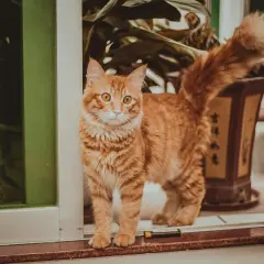 Un chat roux aux yeux vifs se tient sur un rebord, sa queue touffue en l'air, signe qu'il est curieux.