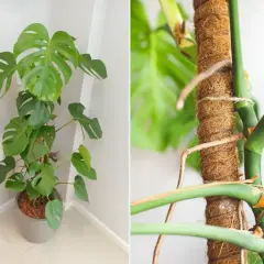 Monstera z korzeniami powietrznymi owiniętymi wokół palika kokosowego.