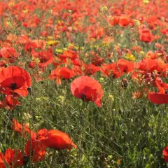 Pole czerwonych maków w pełnym rozkwicie, tworzące malowniczy krajobraz. To właśnie wtedy, kiedy kwitną maki, natura maluje najpiękniejsze obrazy.
