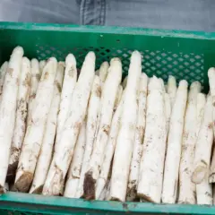 Hände tragen eine Kiste mit frischem weißem Spargel. Manche Menschen reagieren empfindlich auf Spargel, was zu einer Spargelallergie führen kann.