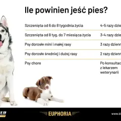 Tabela pokazuje zapotrzebowanie kaloryczne psa w zależności od wieku i rasy. Dorosłe psy jedzą 2-3 razy dziennie, szczenięta częściej. Chore psy konsultuj z weterynarzem.