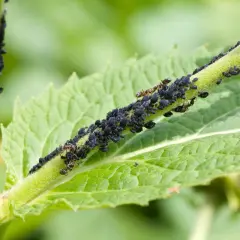 Une tige verte couverte de pucerons noirs et de quelques fourmis. Ces plantes attirent les pucerons, créant un festin pour les insectes.