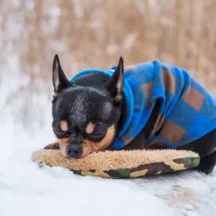 Chihuahua con abrigo azul a cuadros duerme en la nieve. ¿Como saber si mi perro tiene frío? Observa si tiembla o busca calor.