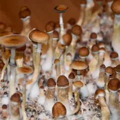 Grzyby halucynogenne rodzaje – jakie mogą zaskoczyć swoją mocą?