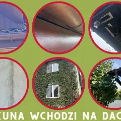 Kuny wchodzą na dach przez rynny i elewację. Zobacz, jak to robią, by wiedzieć, co na kuny zastosować.
