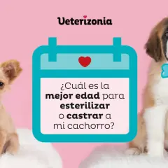 Chihuahua con lazo rosa y San Bernardo con pajarita azul, junto a un calendario que pregunta la mejor edad para esterilizar o castrar. Conoce los beneficios de castrar a un perro.