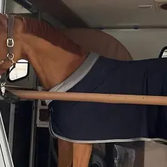 Kasztanowy koń w derce czeka na transport. Wygodnie w przyczepie, gotowy do podróży.