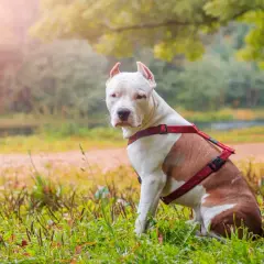 Amstaff w czerwonej uprzęży siedzi na trawie. Wskazówki jak wytresować amstaffa.