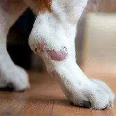 Hundepfote mit geröteter Schwellung, möglicherweise nach einem Insektenstich. Die Frage ist, wie lange diese Schwellung anhält.