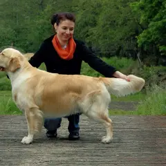 Czy golden retriever się strzyże? Odkryj prawdę o pielęgnacji sierści