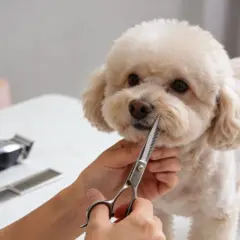 Un caniche recibe un corte de pelo. Una persona usa tijeras para arreglar su cara.
