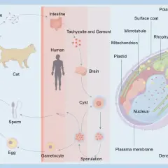 Cykl życiowy Toxoplasma gondii, od kota do człowieka, gdzie może powodować toksoplazmozę. Objawy mogą obejmować zmiany w mózgu.