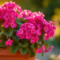 Kiedy kwitną pelargonie? Odkryj, jak przedłużyć ich kwitnienie