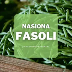Duża ilość zielonych strąków fasoli, idealnych do sadzenia. Nasiona fasoli z pewnością obrodzą!