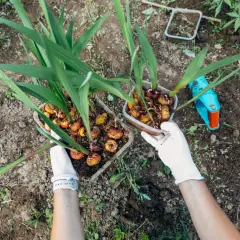 Ręce w białych rękawiczkach trzymają doniczki z cebulkami mieczyków, gotowe do sadzenia. W tle widać narzędzie do sadzenia, co sugeruje, że zaraz dowiemy się, jak głęboko sadzić mieczyki.