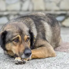 Perro con mirada triste, quizás pensando en cuando sacrificar a un perro con artrosis.