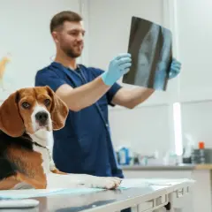 Ile zarabia weterynarz w Polsce? Od stażysty po właściciela kliniki.