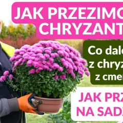 Jak wyhodować chryzantemy z cmentarza i zachować wspomnienia bliskich