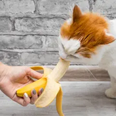 Rudy kot je banana podanego z ręki. Czy koty mogą jeść banany? Tak, ale w małych ilościach.