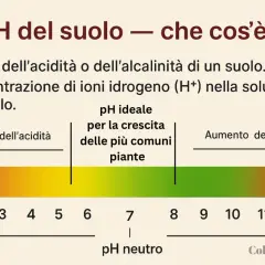 Scala pH del suolo: da acido a alcalino, con zona ideale per le piante. Utile per capire come misurare il pH del terreno.