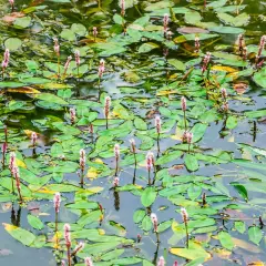 Un étang couvert de feuilles vertes et de longues tiges florales roses. Le potamot, avec ses fleurs délicates, prospère dans cette eau calme.