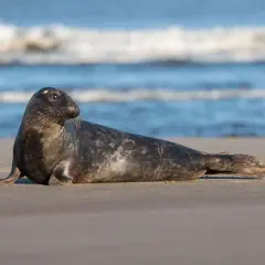 Szary foka, jeden z ssaków wodnych, odpoczywa na piaszczystej plaży. W tle widać błękitne morze i fale.