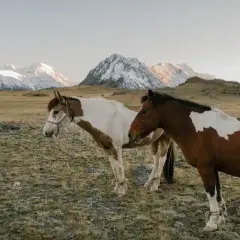 Dwa konie, jeden biało-brązowy, drugi kasztanowaty, pasą się na tle ośnieżonych gór. To wolne jak mustang konie.